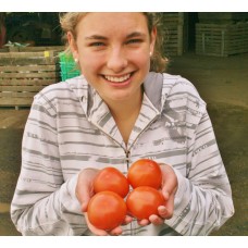 TRUSS TOMATOES 500 Grams CAMBRIDGE GROWN